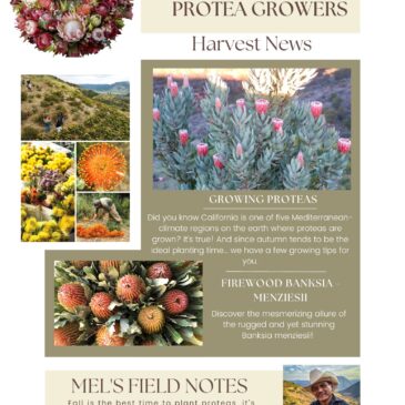 Previous Newsletters